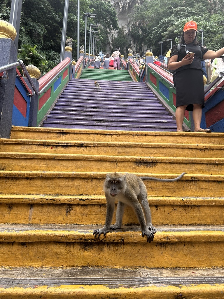 Wild macaque monkey sitting at Batu Caves, Malaysia