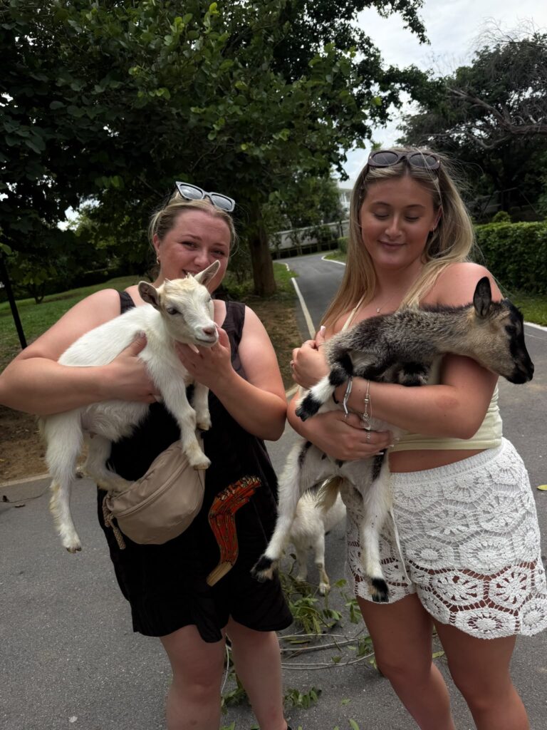holding goats in thailand